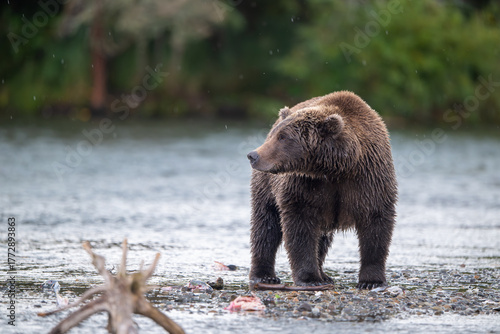 Fototapeta Alaskan brown bear standing in the shallows of Brooks River on a rainy day