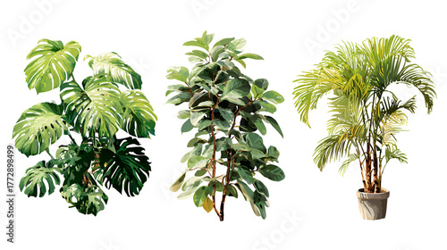 Three lush green indoor plants including a monstera and palm tree against a black background