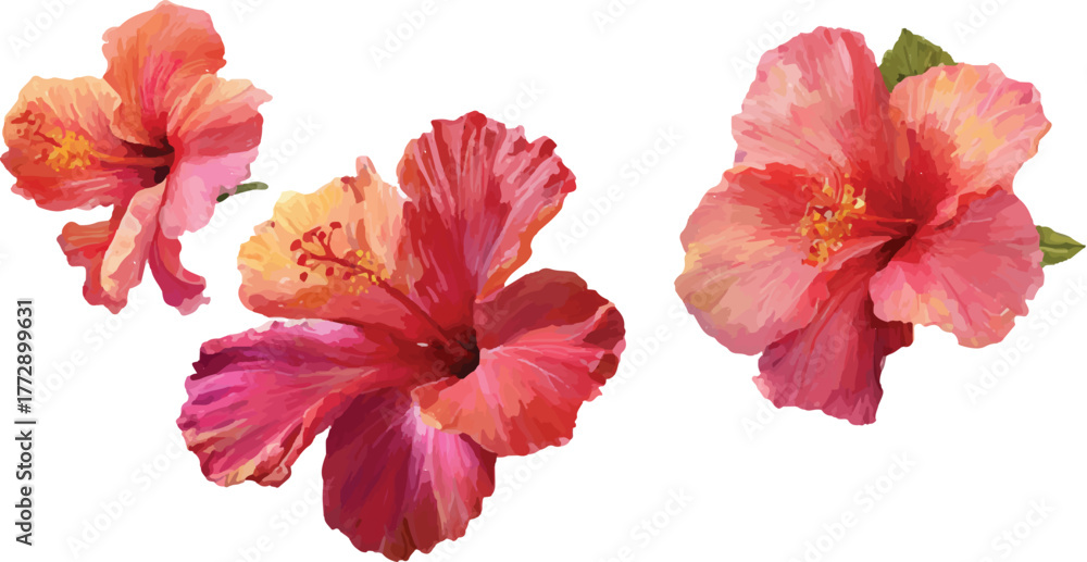 custom made wallpaper toronto digitalhibiscus flower isolated on white