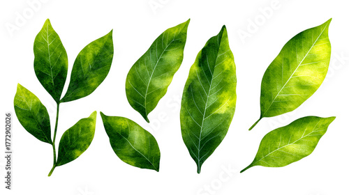 Vibrant green leaves on a dark black background isolated studio shot