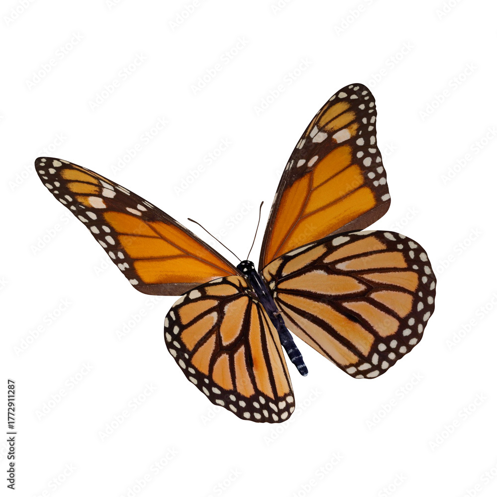 Naklejka premium Bright-Orange-Butterfly