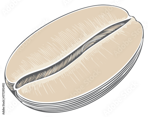 Classic engraved illustration of a single unroasted coffee bean with detailed line art shading