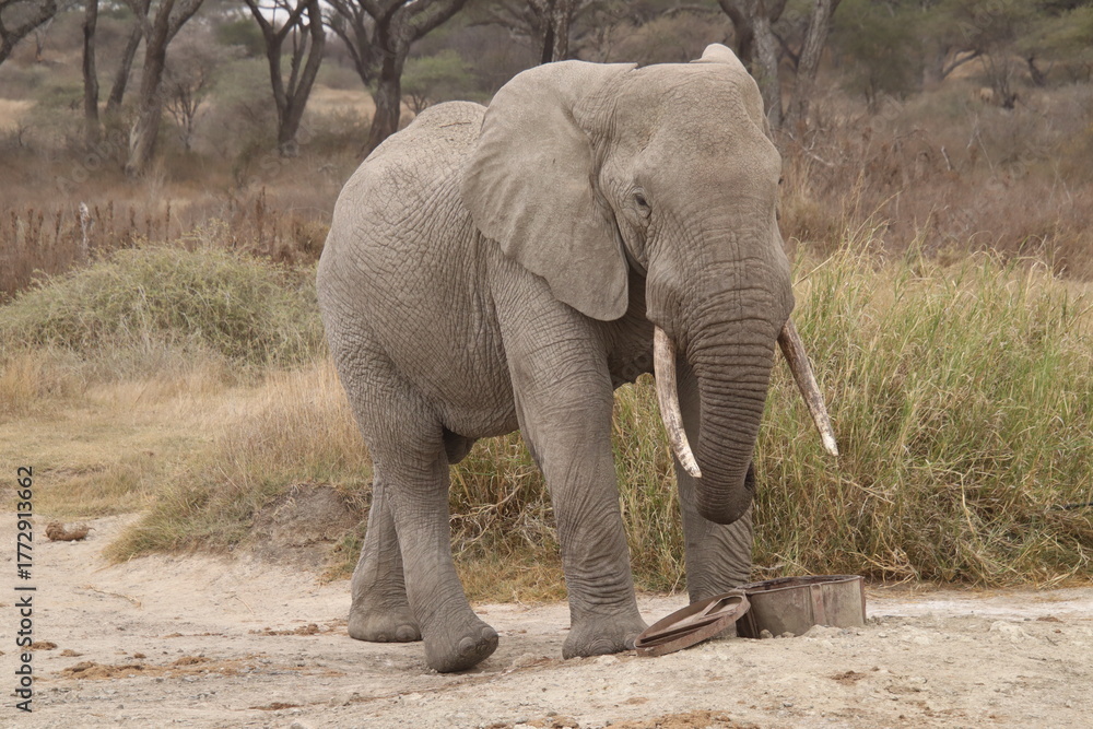 Obraz premium 2025-09-06 Tanzania Lake Ndutu