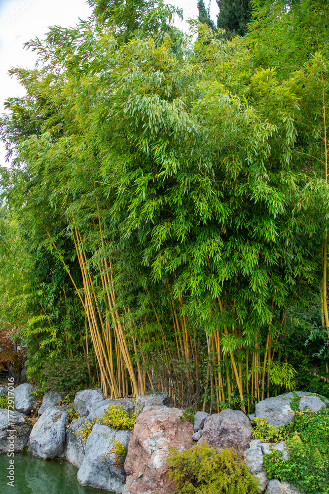 Obraz premium Bamboo phyllostachis (Latin Bambusa) growing on the shore of a pond on a clear sunny day. Flora is the nature of a plant.
