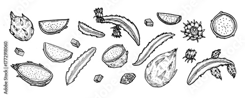 Dragon fruit sketch set. Whole pitaya fruit, slices, halves, leaves and flowers. Ink drawing vector illustration of pitahaya. Hand drawn outline vintage tropical fruits - set isolated on transparent.