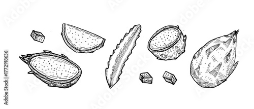 Pitaya - tropical fruit outline vector illustrations set. Cutting fruit, whole and sliced. Etching ink drawing sketch of dragon fruit.