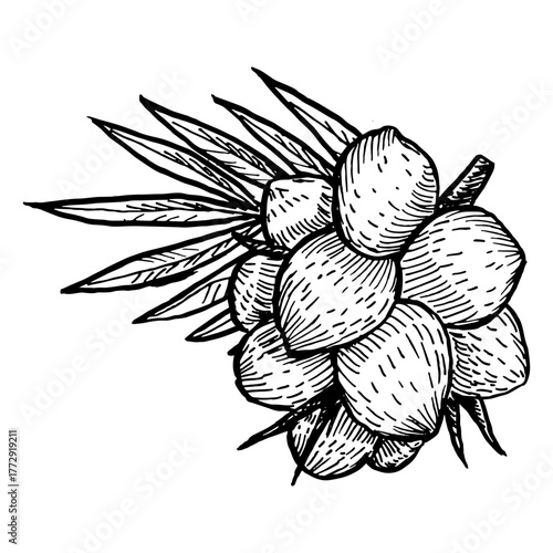 Coco palm branch with coconut fruits and leaves. Hand drawn line art vector illustration isolated on white. Outline Etching coco branch illustration. Sketch of tropical nuts.