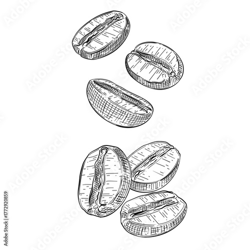 Coffe beans vector sketch line art hand drawn illustration 