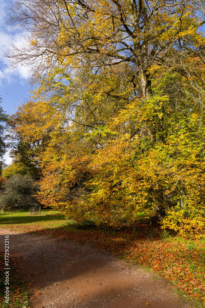 Obraz premium Beautiful autumn scene with colourful trees and fallen leaves on a sunny day
