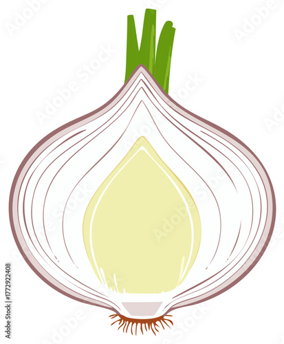 Illustration of a cross section of a fresh onion, with green stems