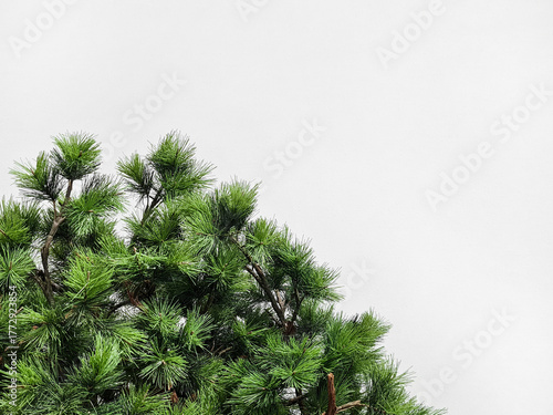 Background of the top of a natural pine tree on a white background. Japanese Black Pine, also known as Pinus Thunbergii, from the Pinaceae family, on a textured white wall background. Space for text.