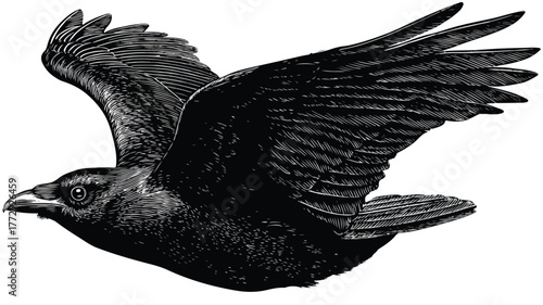 Elegant Black Bird with Black Wings in Monochrome