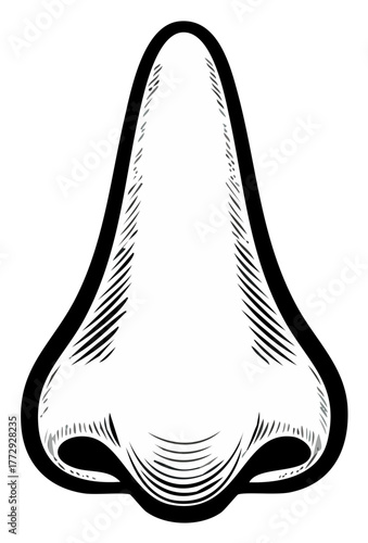 Human nose graphic, vintage style engraved detailed etching for medical illustrations or caricature facial features