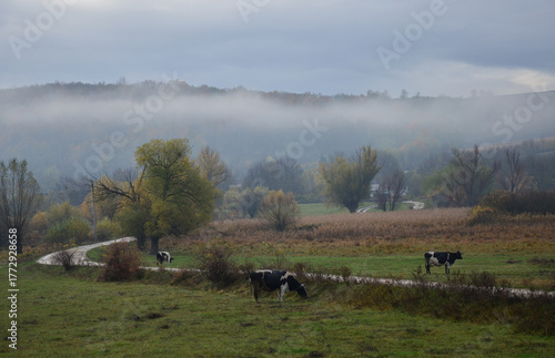 autumn village landscape with grazing cows and fog in the background