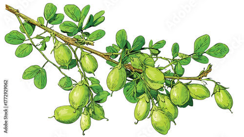 Chickpea Annual Legume Green Stems Vector with Outline
