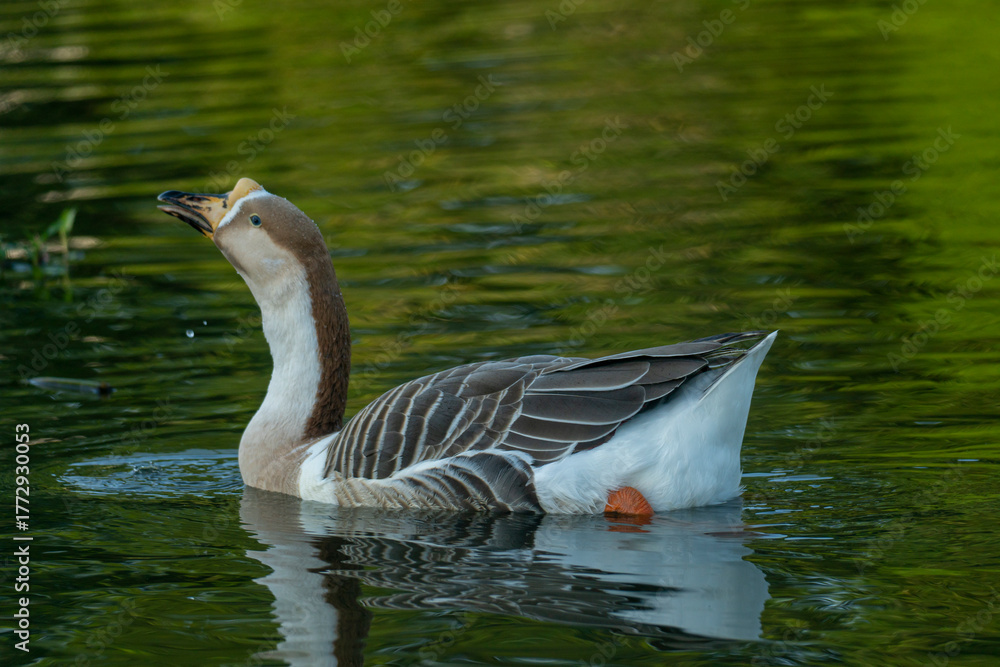 Fototapeta premium Goose swimming with a slight ripple in the lush green water