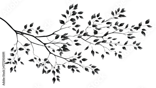 Elegant Black Tree Branch with Leaf on White Background Vector