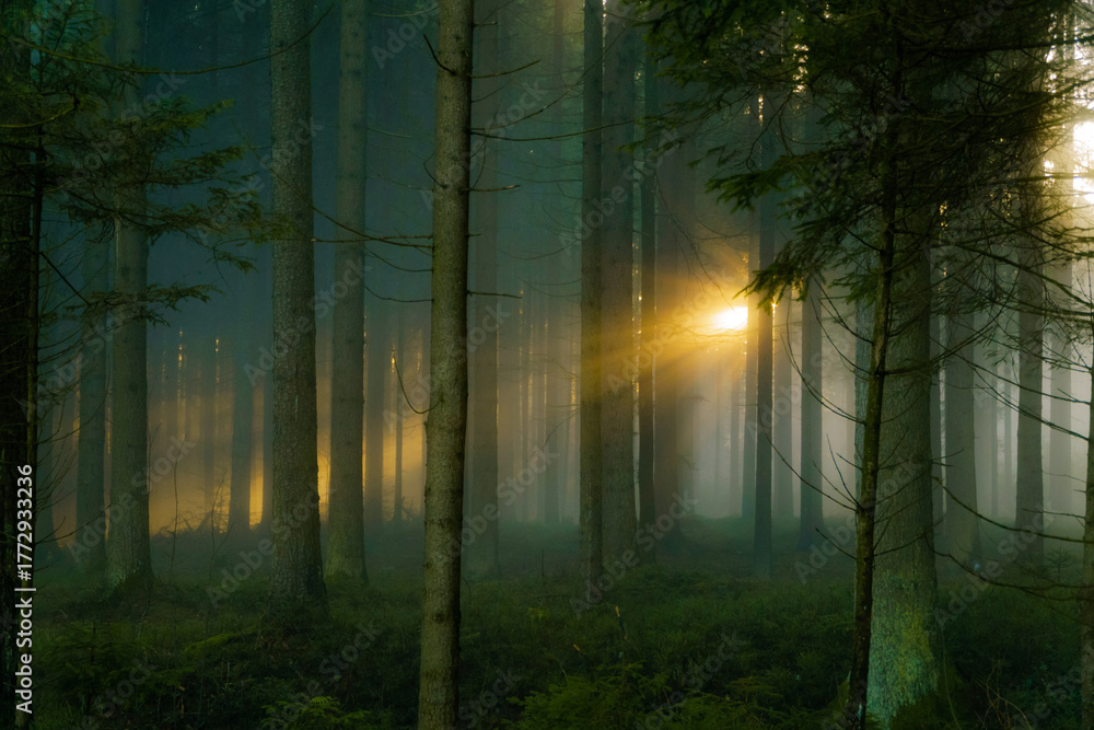 Fototapeta premium Sunlight filtering through a foggy forest
