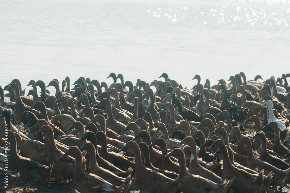 Obraz premium Ducks gathered at the edge of a sunlit pond, creating a peaceful scene