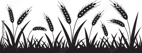Silhouette Field of Wheat Vector Illustration  Agricultural Crop Spikes Seed Stalks Harvest Rural Plant Meadow Grass Isolated