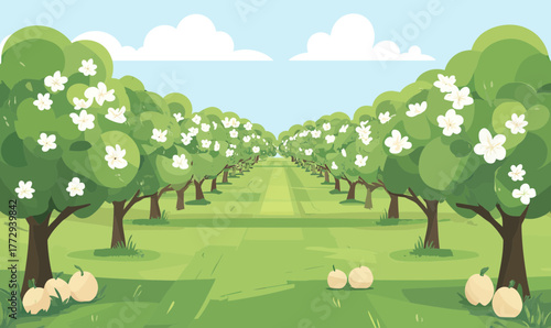 Rows of blossoming fruit trees with white flowers in a green orchard under blue sky with clouds flat vector illustration farming agriculture concept