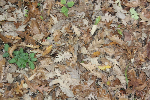 fallen autumn leaves