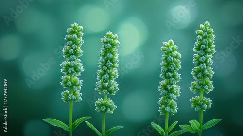 Four delicate green floral stalks with soft bokeh background