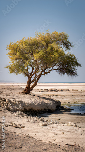 Lonely tree standing on rocky shore near calm water, Desert landscape with golden foliage under clear blue sky