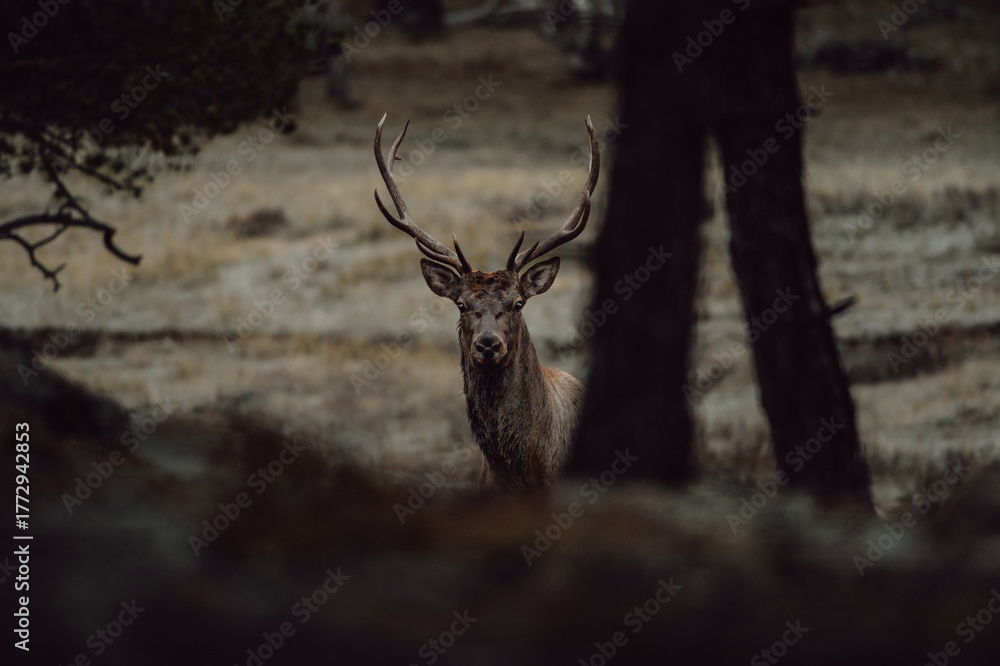 Fototapeta premium deer in the forest