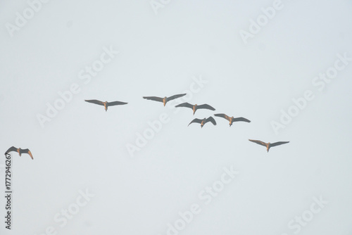 A flock of birds flying against a clear sky