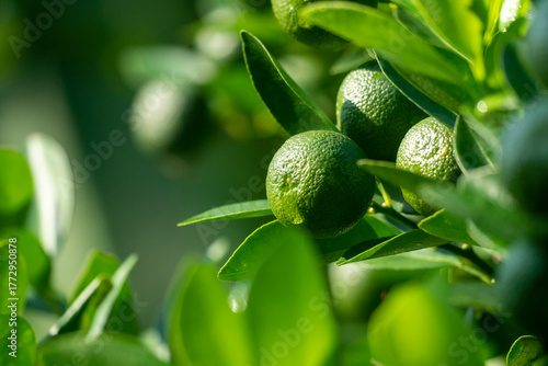 Green Sour Orange(Citrus aurantium) growing on tree branches with vibrant leaves