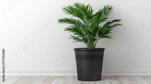 Lush green potted plant in black planter against white wall, natural light