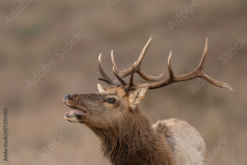 Bugling Tule Elk (Cervus canadensis nannodes), are endemic to California and the most specialized elk in North America, given that they live in open country under semi-desert conditions