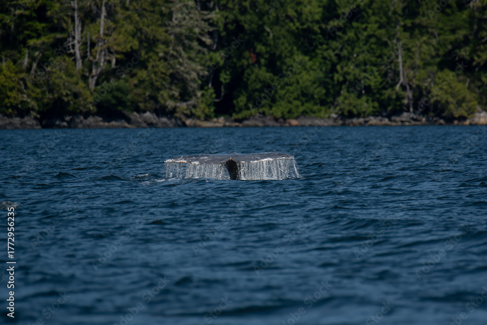 Fototapeta premium Tail Fluke