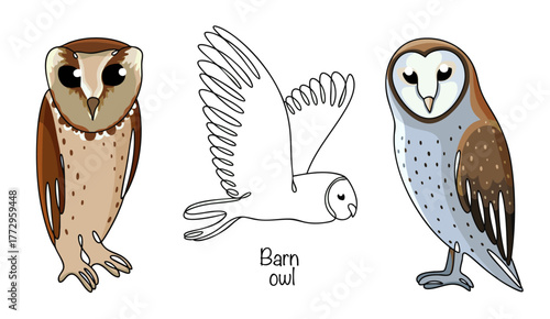 Barn owl