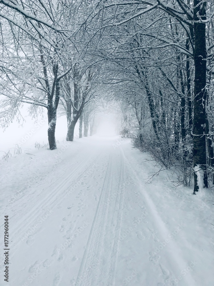 Naklejka premium Snowy tree-lined path in a foggy winter landscape