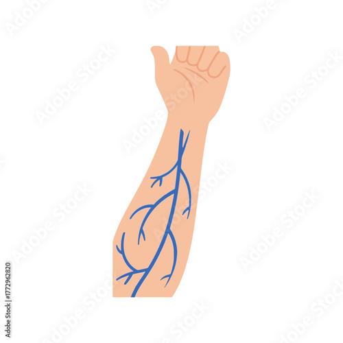 Anatomical illustration of human arm veins, medical graphic design Vector, illustration