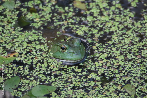 American bullfrog Lithobates catesbeianus in the water 