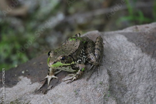 northern green frog Lithobates clamitans