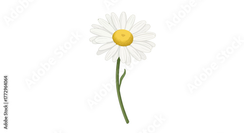 A single white daisy with a yellow center stands tall on a green stem.