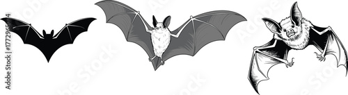 Black and white detailed bat illustrations showing flying and resting poses, artistic design, wildlife drawing, nocturnal animals, and nature concept