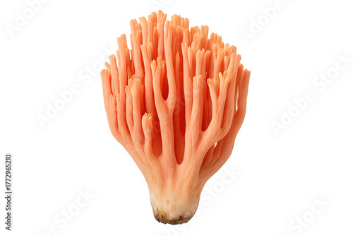 Bright orange coral fungus with branched finger-like columns on transparent background