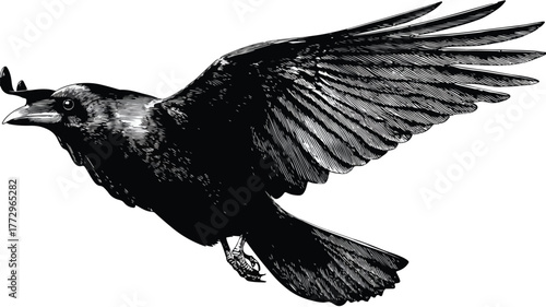 Crow on white background
