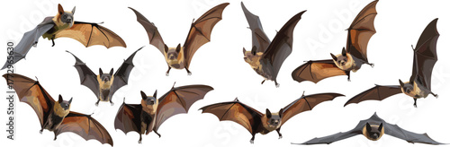 Collection of flying fox bats in flight isolated on white background, wildlife photography showing wingspan, nocturnal animals, nature, and freedom