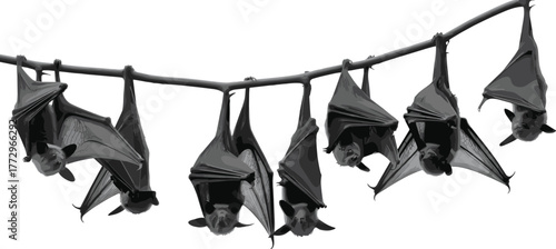 Group of fruit bats hanging upside down from tree branch, black and white wildlife photography showing nocturnal animals in natural habitat