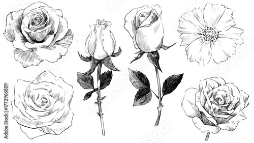 Exquisite Collection of Flowers Featuring a Beautiful Rose, Ideal for Designs