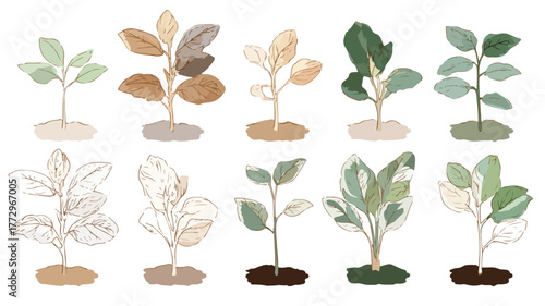 Diverse Collection of Beautiful Plants and Flowers for Botanical Inspiration