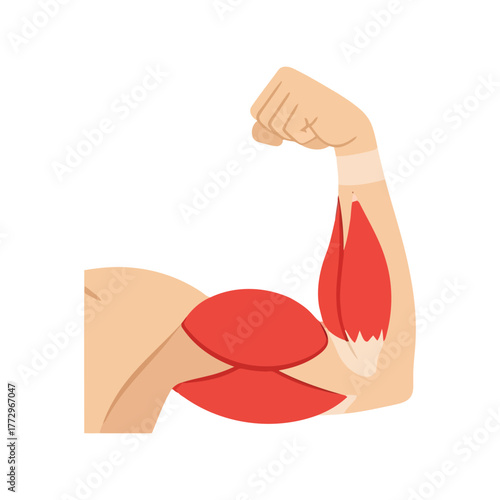 Biceps and triceps muscle anatomy illustration, flexed arm diagram Vector, illustration