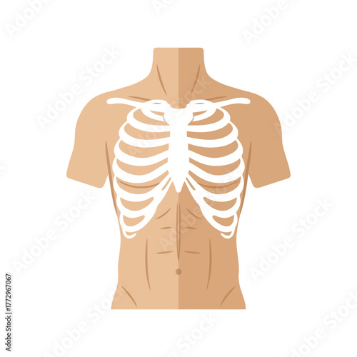 Illustration of a human rib cage and torso with defined abdominal muscles Vector, illustration