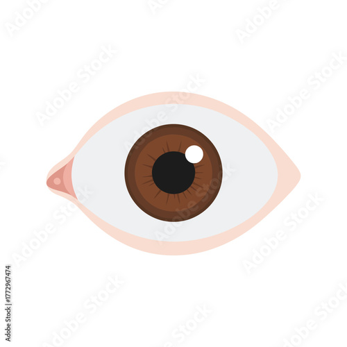 Brown eye illustration, realistic iris detail, pupil, sclera, and eyelids, isolated on white background Vector, illustration